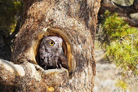 Owl Facts Types Classification Habitat Diet Adaptations