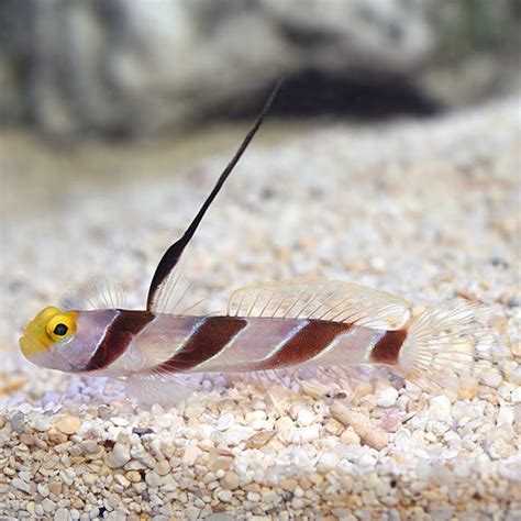 Hi Fin Red Banded Goby Artistic Oceans
