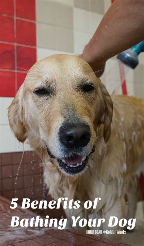 5 Benefits Of Bathing Your Dog Featuring Rufus And Coco Golden Woofs