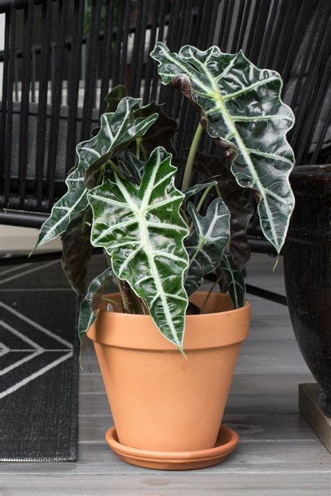 Alocasia macrorrhiza bears huge, glossy leaves shaped like alligator heads. Elephant Ear Plant Care Guide in 2020 | Plants, Elephant ...