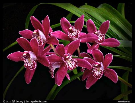 Picturephoto Cymbidium Pipeta Magenta A Hybrid Orchid