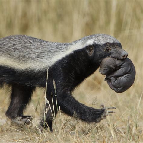 Memperkenalkan Honey Badger Binatang Kecil Yang Pemberani