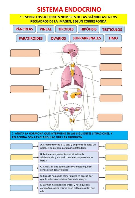 Actividad Interactiva De El Sistema Endocrino Para Aprendizajes