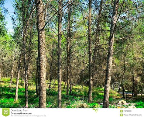 View Inside Of The Forest On The Treestrees Grow In The Middle Of The