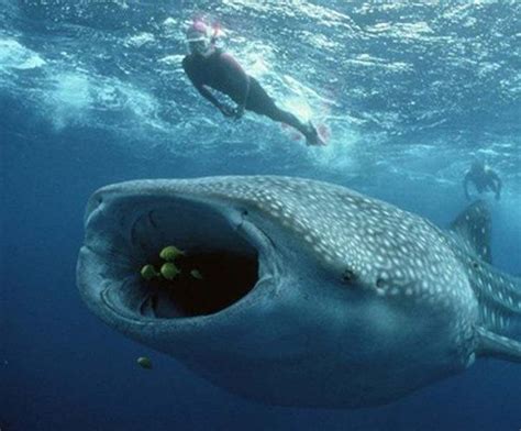 Exploring The Biggest Ever Recorded Whale Shark Balisharks Com