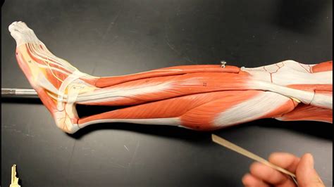 Muscular System Anatomy Lateral Leg Region Muscles Model Description