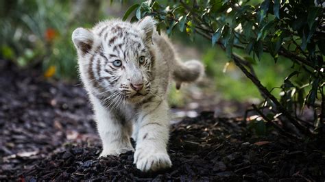 Cute Cub Bengal White Tiger Hd Animals 4k Wallpapers Images