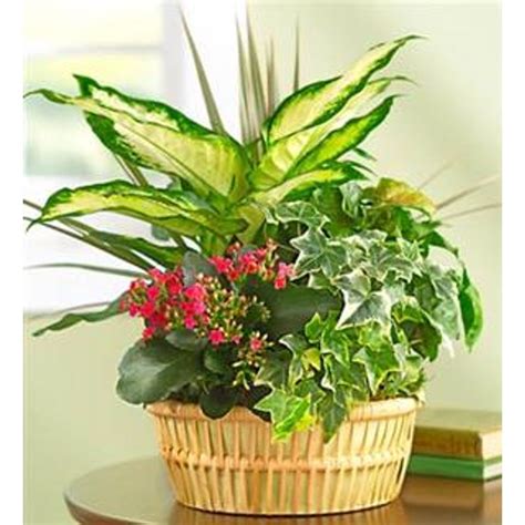 Check spelling or type a new query. Blooming Dish Garden Design House of Flowers in Buford, GA ...