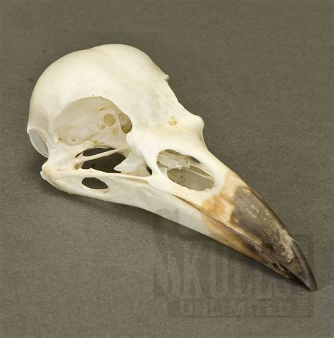 Animal Skeletons Bird Skull Skull Drawing