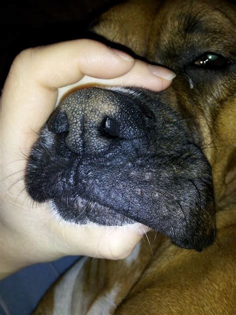 Mouth Nose And Ear Issue Boxer Forum Boxer Breed Dog Forums