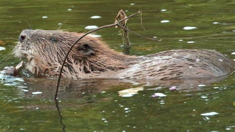 beavers to be reintroduced in somerset and south downs bbc news
