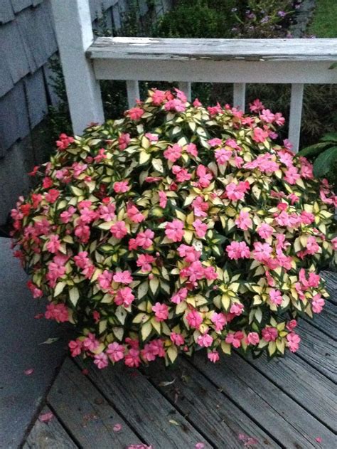 Grow it in full sun to partial shade in rich soil. Variegated sun patient in 12 inch pot, full sun all day ...