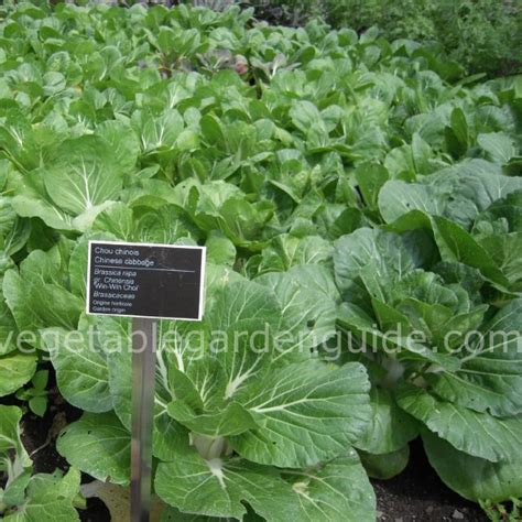 We did not find results for: Growing Cabbage - Instructions | Growing Tips | Advice ...