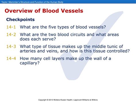 5 Types Of Blood Vessels And Their Functions Spesial 5