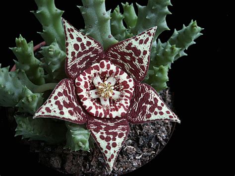 ✅ ¡entra y descúbrelo todo sobre los cactus! راهنمای نگهداری و پرورش گل و گیاهان زینتی - کاکتوس گل ...