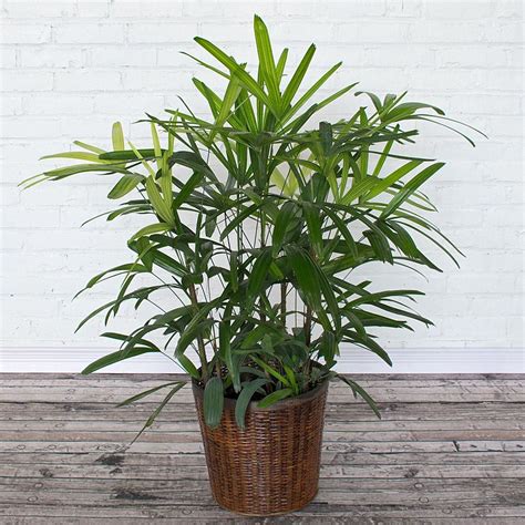We did not find results for: Lady Palm in woven basket | White Flower Farm