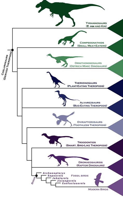 A Simple Chart to Help You Understand How Birds Evolved ...