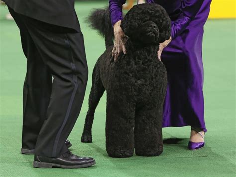 The portuguese water dog is a working dog breed that originated from portugal also known as algarvian water dog. Westminster Kennel Club Show: Top 5 Dogs to Look Out For ...