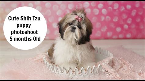 Cute Shih Tzu Puppy Photoshoot 5 Months Youtube