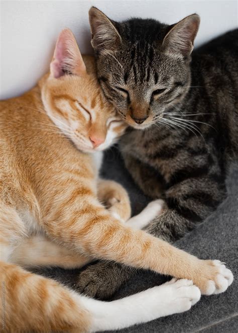 two friends of a cat lie together and have a rest cute cats by stocksy contributor nikita