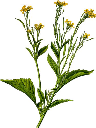 Image Of Mustard Plant Public Domain Vectors
