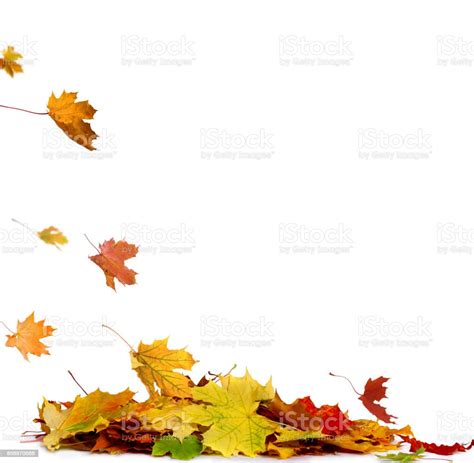 Pile Of Autumn Colored Leaves Isolated On White Backgrounda Heap Of