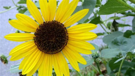 Perfect Sunflower Free Stock Photo Public Domain Pictures