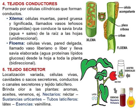 Biología Didáctica Nsc 2° Tejidos Vegetales