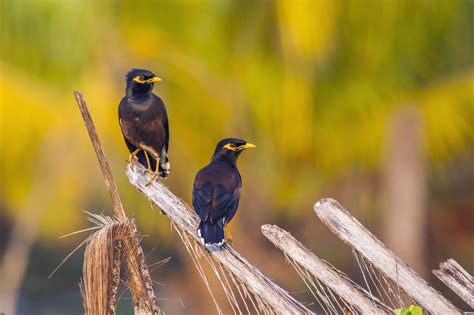 Mynah Bird — Full Profile History And Care