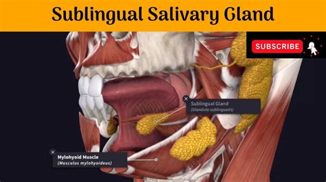Sublingual Salivary Gland Situation Relation Blood And Nerve Supply