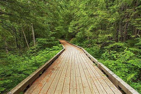 Wooden Boardwalk In Inland Temperate Rain Forest Available As Framed