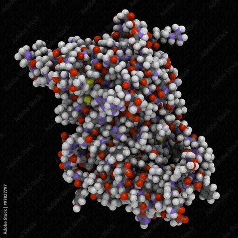 Ilustração Do Stock Human Growth Hormone Hgh Somatotropin Molecule
