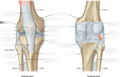 Posterior Knee Joint Anatomy Human Anatomy