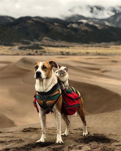 This Cat And Dog Love Travelling Together And Their Pictures Are