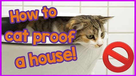 How To Cat Proof Your Home Keep Your Cat Safe Youtube