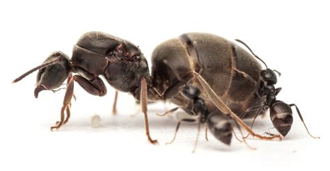 Ant Queens Boost Their Immune System With Sex