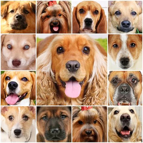 Collage Of 36 Dog Heads — Stock Photo © Lifeonwhite 10903571