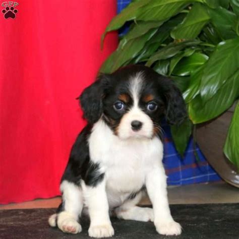 Esther Cavalier King Charles Spaniel Puppy For Sale In Pennsylvania