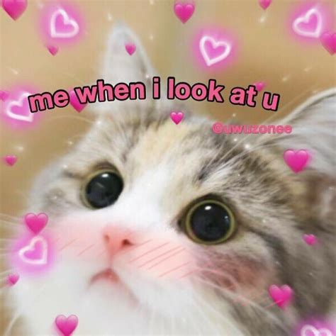 Cute Cat Memes Cute Love Memes Funny Cute Funny Memes Cute Love