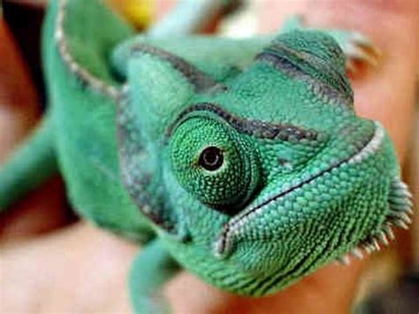 Chameleon plant has brightly colored foliage that blends shades of red, pink, green, and yellow into attractive combinations. Chameleon As Pets, Chameleon Safe Plants, How Long Does A ...