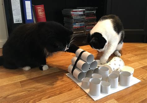 Cat amazing interactive treat maze. DIY Puzzle Feeder for Cats 🐱