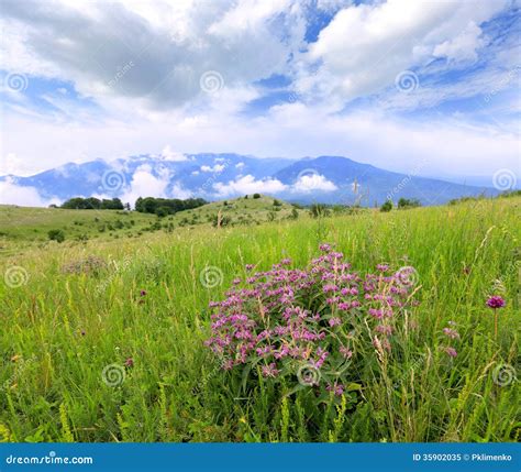 Mountain Meadow With Wild Flowers Royalty Free Stock Photo Image