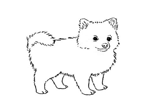 Adorable Pomeranian Dog Drawing L2sanpiero