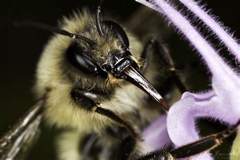 Tongue-waggling | Ever see a bee tongue? You have now! I'm n… | Flickr