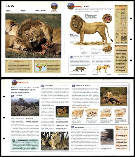 Lion 3 Mammals Wildlife Explorer Fold Out Card