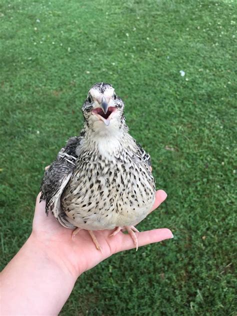 Lovepik provides 100000+ quail eggs pictures photos in hd resolution that updates everyday, you can free download for both personal and commerical use. Best egg layers for your backyard poultry flock | Hello ...