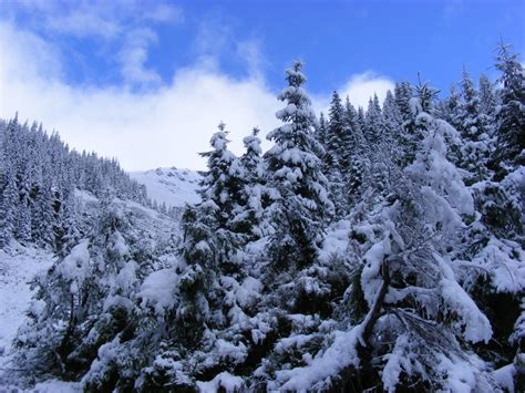 Iarnă în Munții Rodnei Pe Creste Totul E Alb Foto Timponlinero