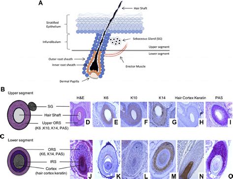 Normal Hair Follicle Compartments And Keratin And Pas Labeling A B