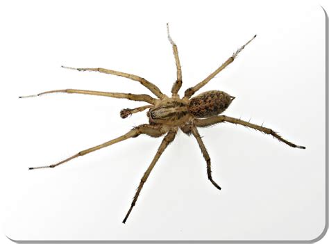 The Brown Recluse Spider La Leggenda Di Wenatchee Home And Pest