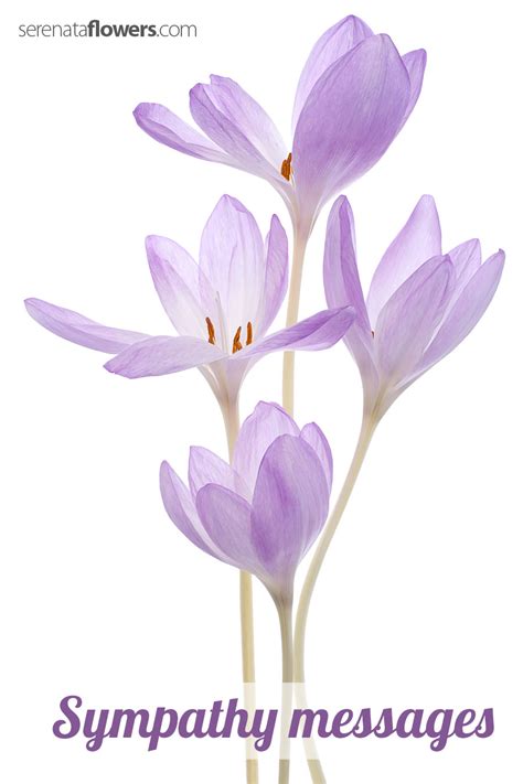 Check spelling or type a new query. What message to write for sympathy flowers?